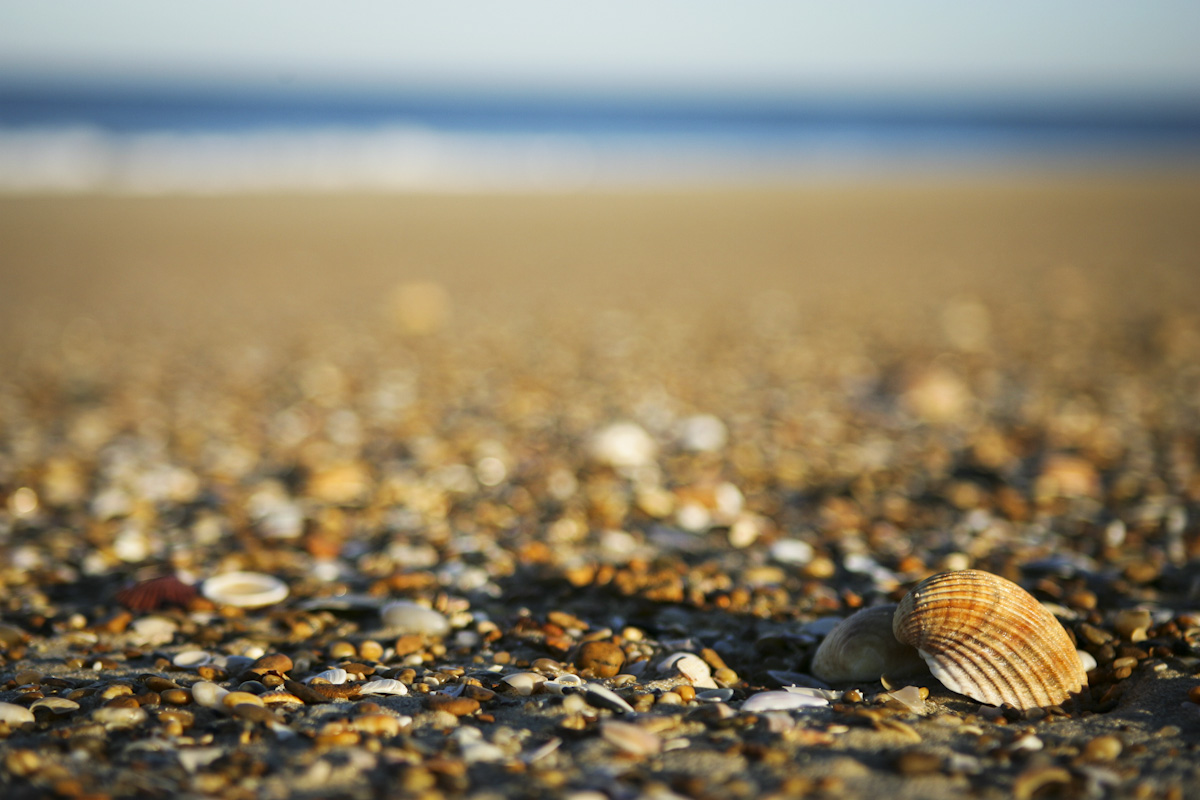 shell-sand