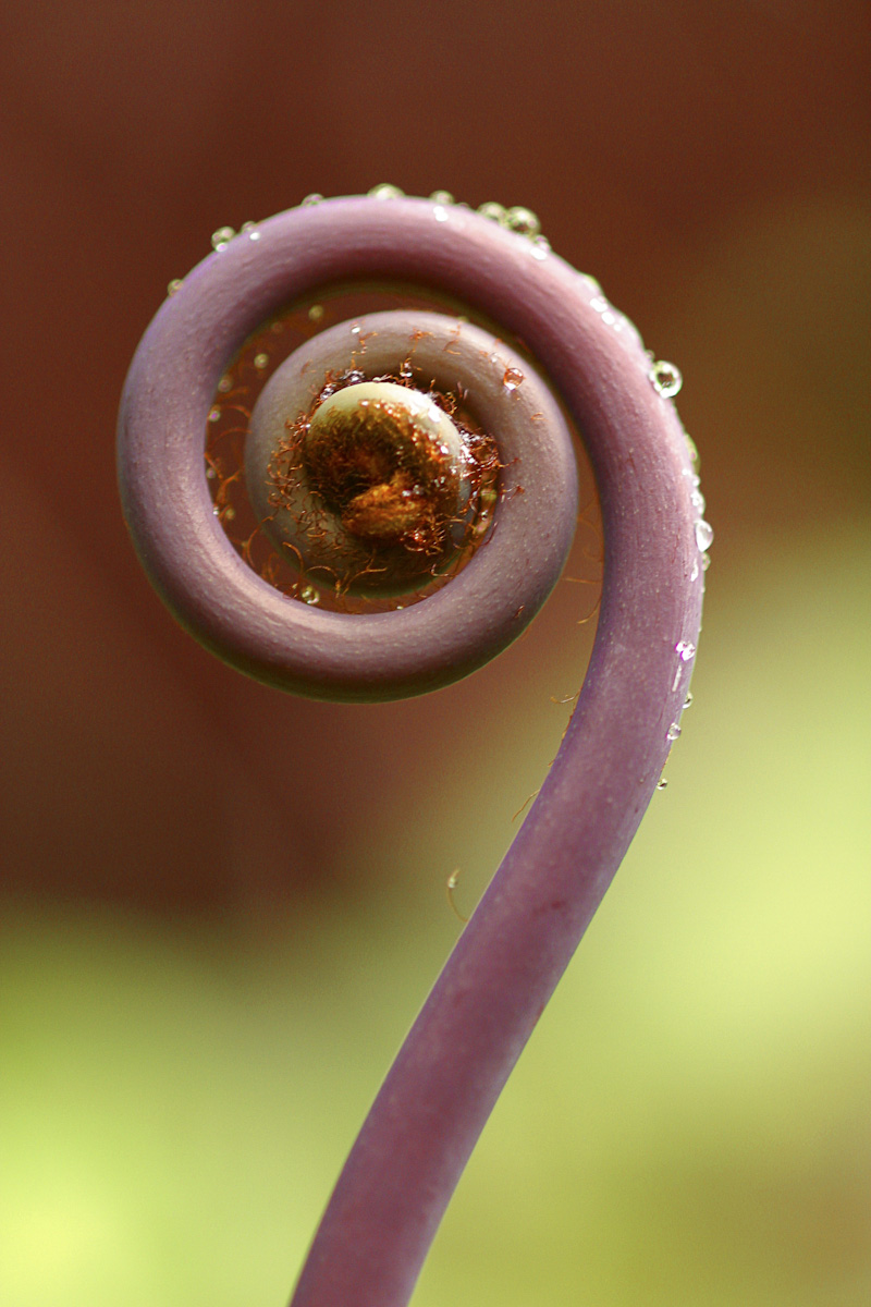 spirale-flower
